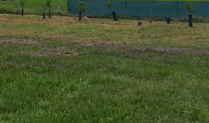 PRONÁJEM POZEMKU 300 m2 ROUDNICE NAD LABEM 2